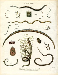 Various Species of Ascarides