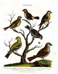 Various Species of Finches