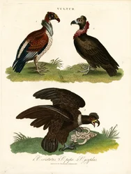 Vultures