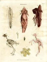Zoological Anatomical Illustrations (Plate XV)