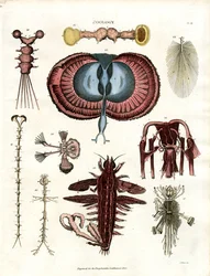 Zoology Plate III: Anatomical Illustrations of Various Invertebrate Animals