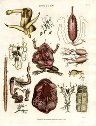 Zoology Plate II: Anatomical Illustrations of Various Animals and Organs