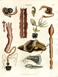 Zoology Plate I: Anatomical Illustrations of Various Animals