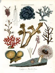 Zoophytes or Plant-like Worms