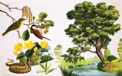 The Alder Tree and what you might find around it