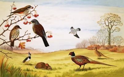 Unidentified Countryside Birds Montage Including Pheasant