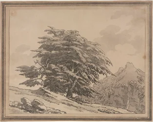 Delineations of the General Character Ramifications and Foliage of Forest Trees: Cedar