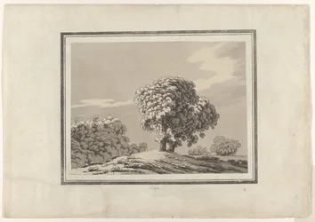 Elm