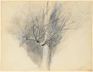 Budding Sycamore
