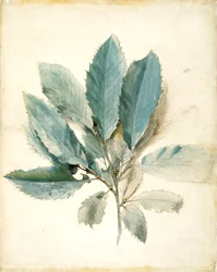Chestnut Leaves