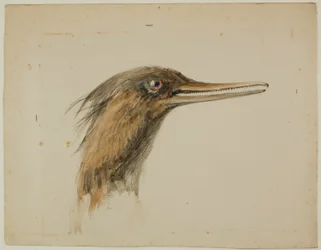 Merganser