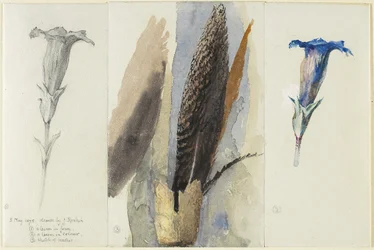 Study of a Feather, Flanked by Two Studies of a Gentian, 1875