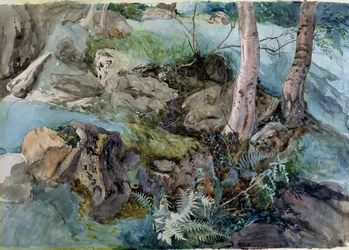 Study of Rocks and Ferns in a Wood at Crossmount, Perthshire, 1843