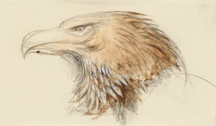 The Head of a common Golden Eagle, from Life, 8-11 September 1870