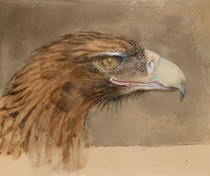 The Head of a common Golden Eagle, from Life, 8-11 September 1870