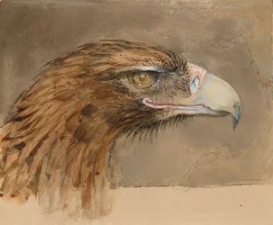 The Head of a common Golden Eagle, from Life, 8 - 11 September 1870