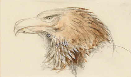 The Head of a Common Golden Eagle, from Life, 8 - 11 September 1870