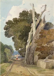 A Spanish Chestnut Tree Struck by Lightning