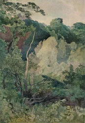 Trees near the Greta River