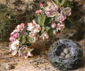 Blossom and Bird