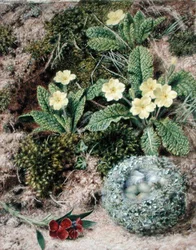 Primroses and Nest