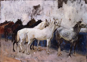 Horses at Palma, Majorca, Spain