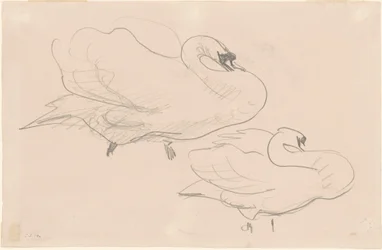 Studies of a Swan, 1880-1900