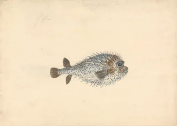 A Porcupine Fish