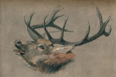 Study of a Stag