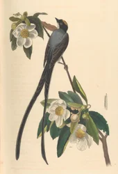 Fork-tailed Flycatcher, Gordonia lasianthus, 1840-44.