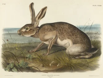 Texian Hare