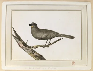 Drawing of a Wattle Bird