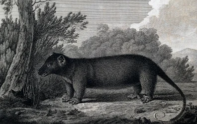 Opossum, Engraving after Drawing by John Webber Made During Third Voyage of James Cook