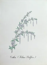 Catkin, Illustration from 