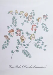 Hair-Belles (Marcella Luxuriantia), Illustration from 