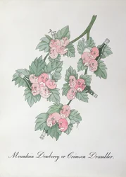 Mountain Dewberry or Crimson Drambler, illustration from 