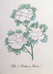 Phlox, Illustration from 