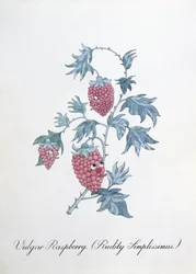 Vulgar Raspberry, illustration from 
