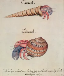 Hermit Crab