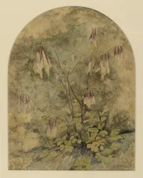 Wildflowers