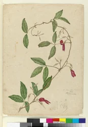 Kennedia rubicunda