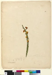 Page 114. Bossiaea scolopendria