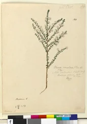 Page 124. Olearia ramulosa