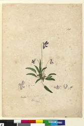 Page 128. Viola betonicifolia