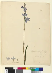 Page 133. Thelymitra ixioides