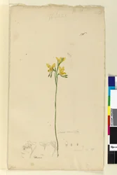 Page 136. Diuris aurea