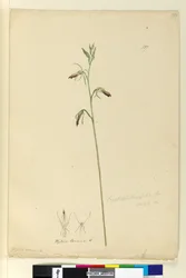Page 137. Cryptostylis longifolia