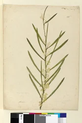 Page 146. Acacia suaveolens