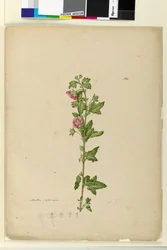 Page 160. Malva capensis