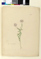 Page 164. Iberis naturalized